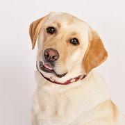 Star Trek: The Next Generation Kommando-Halsband