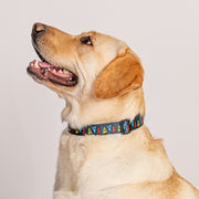 Star Trek Deltas Haustierhalsband